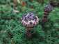 Pikkelyes tinóru (Strobilomyces strobilaceus), Zemplén